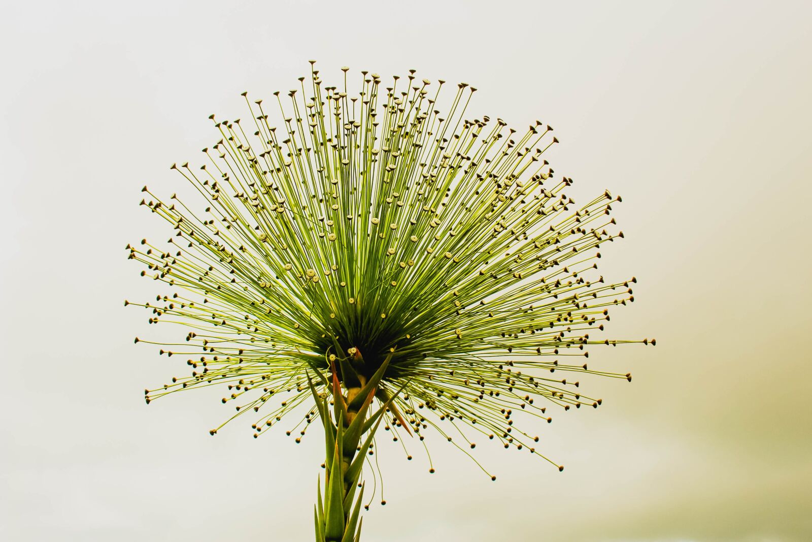 Canon EOS 700D (EOS Rebel T5i / EOS Kiss X7i) sample photo. Flower, green, nature photography