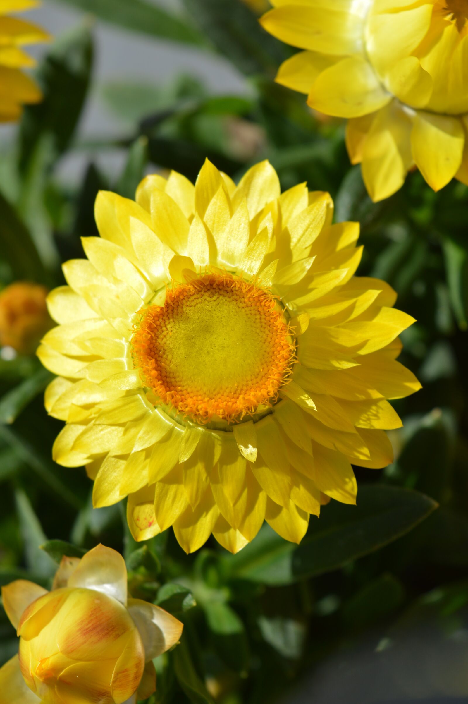 Nikon D3200 sample photo. Yellow, flower, spring photography