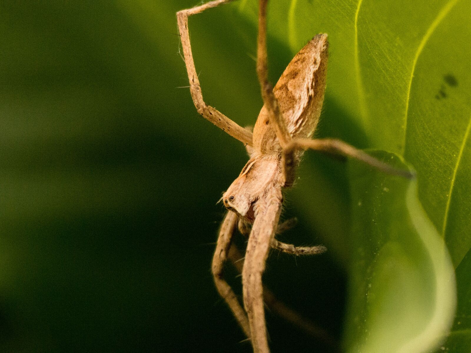 Panasonic Lumix DMC-FZ200 sample photo. Spider, garden, nature photography
