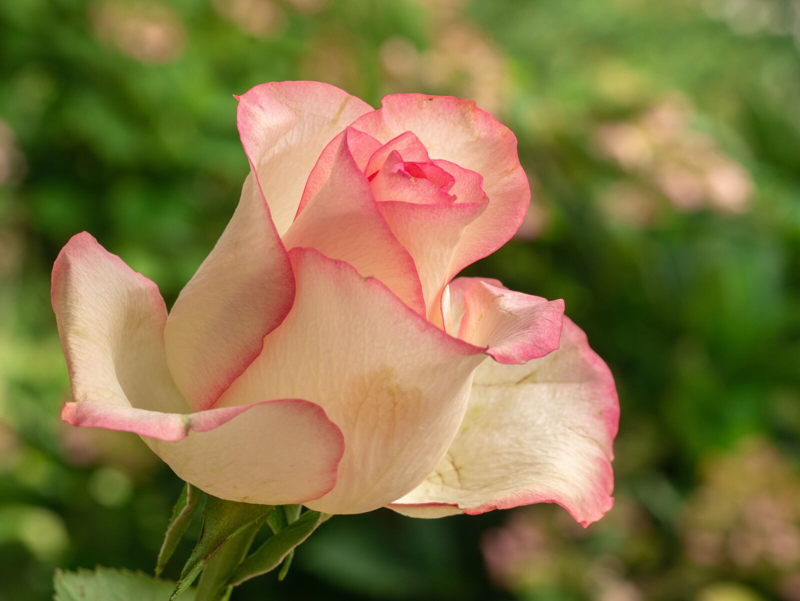 Panasonic DMC-G81 + Olympus M.Zuiko Digital ED 60mm F2.8 Macro sample photo. Flower, rose, rose bloom photography