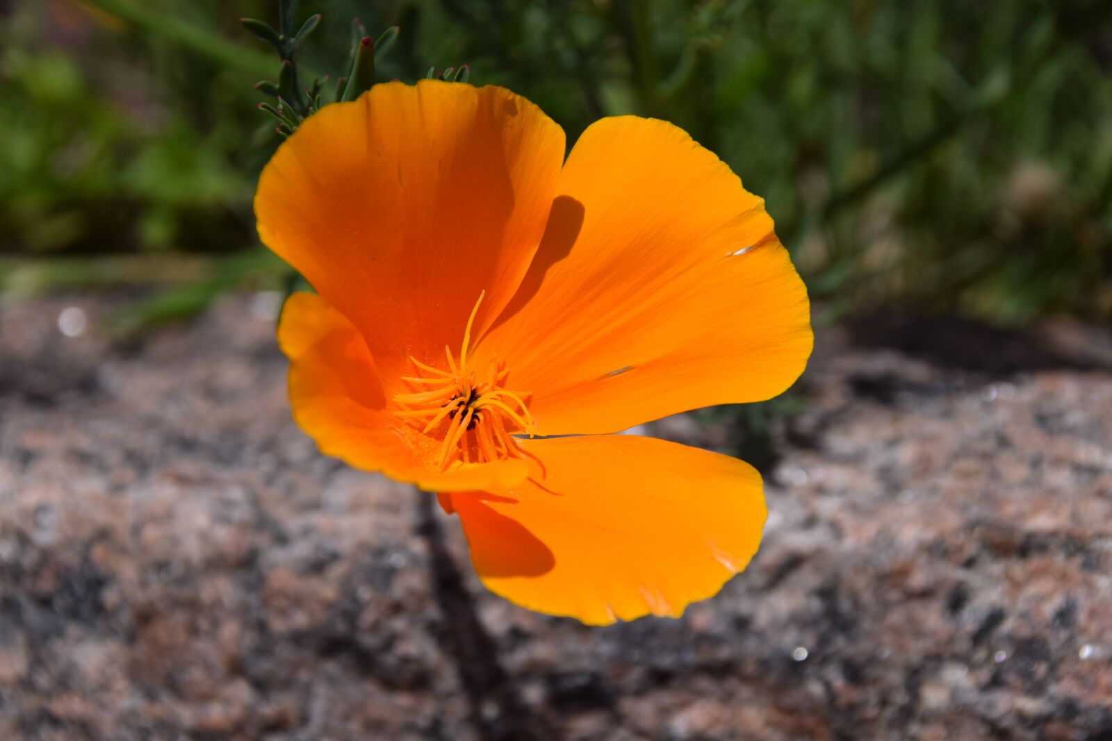 Nikon D5300 sample photo. Flowers, nature, garden photography