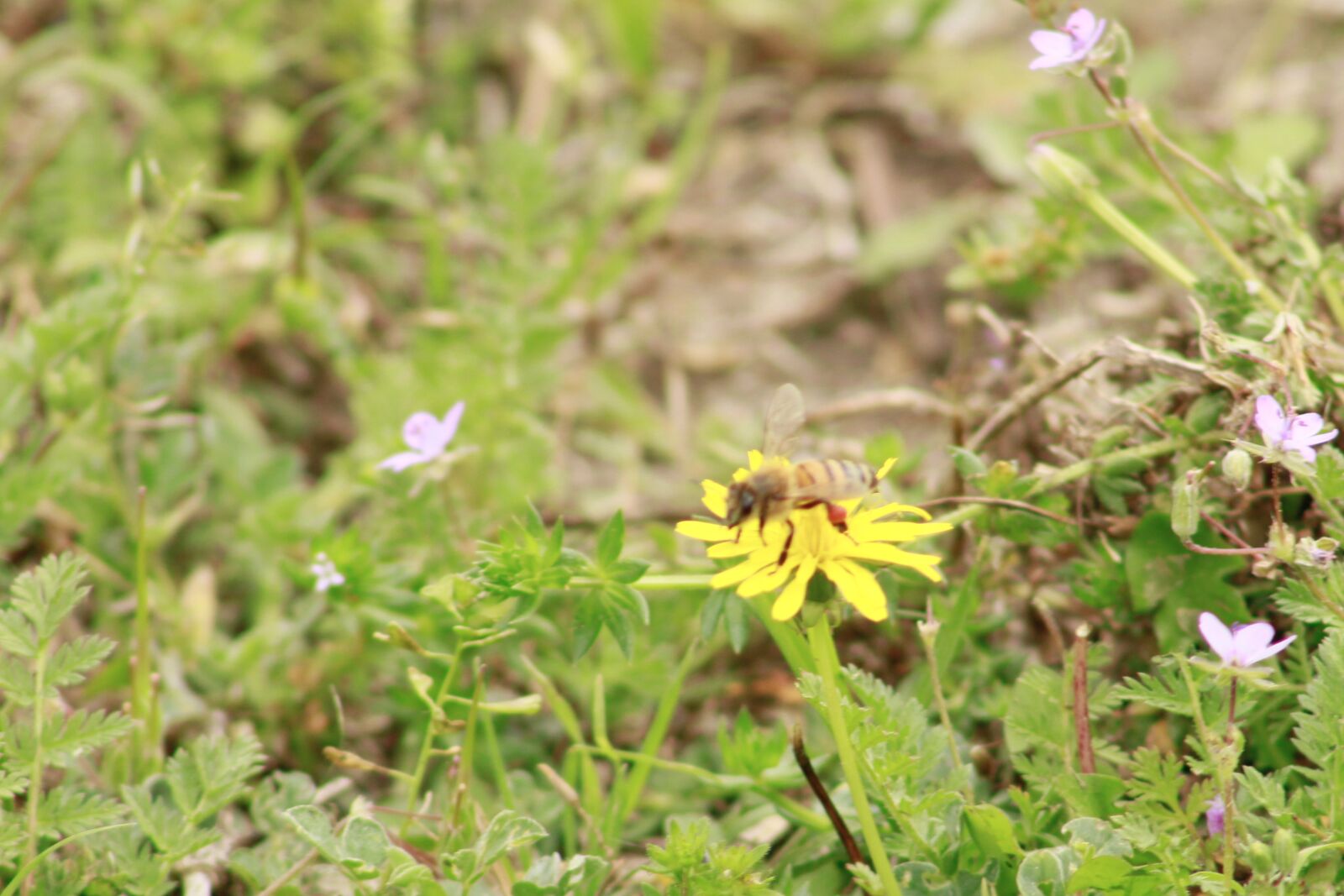 Canon EOS 60D sample photo. Bee, flower, nature photography