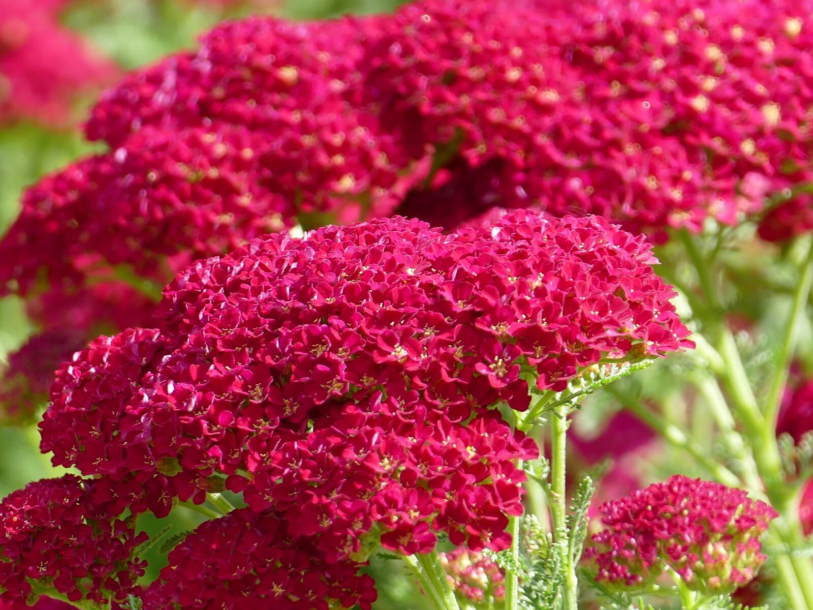Panasonic Lumix DMC-FZ1000 sample photo. Plant, red, flower photography