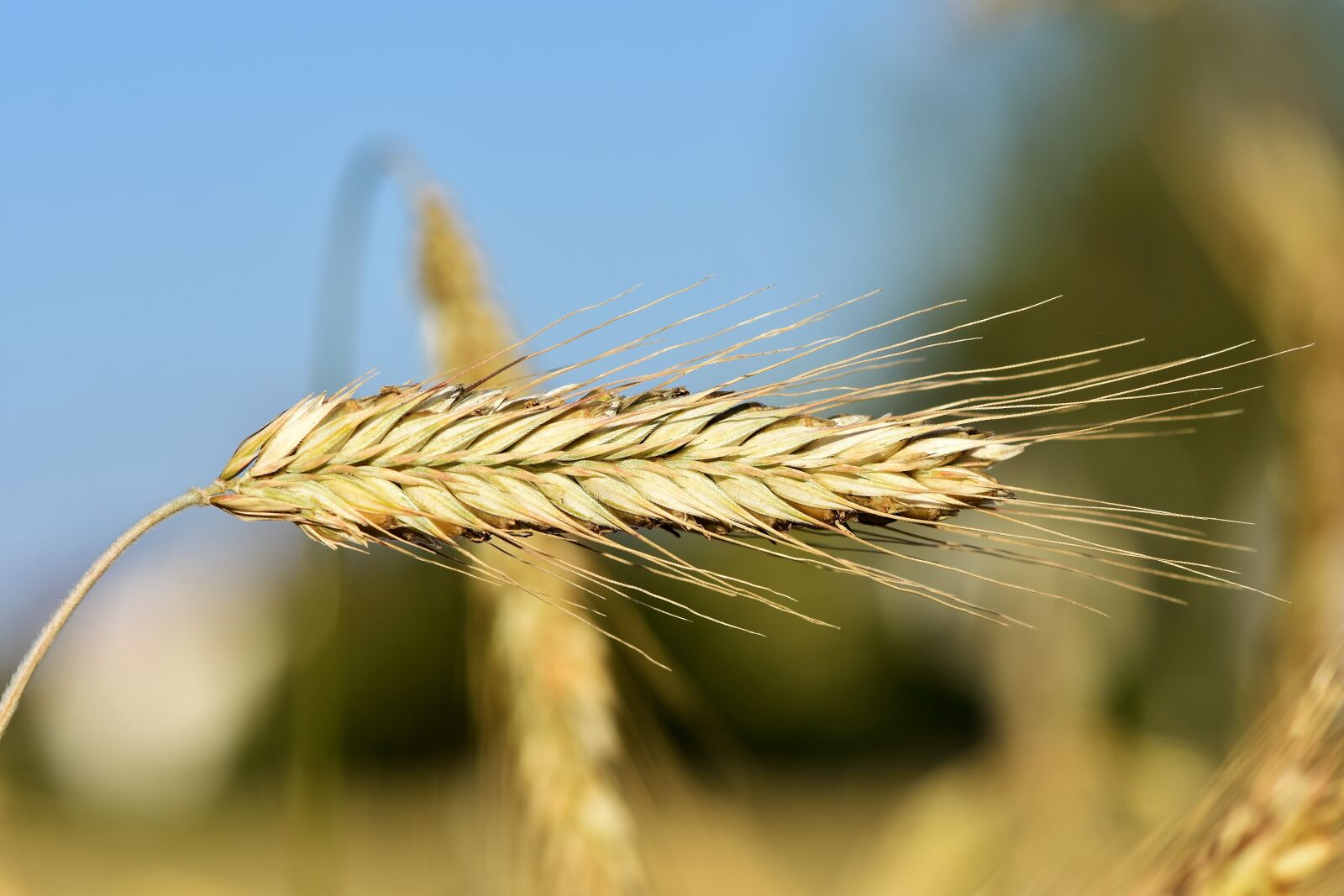 Nikon D7200 sample photo. Wheat, barley, cereals photography