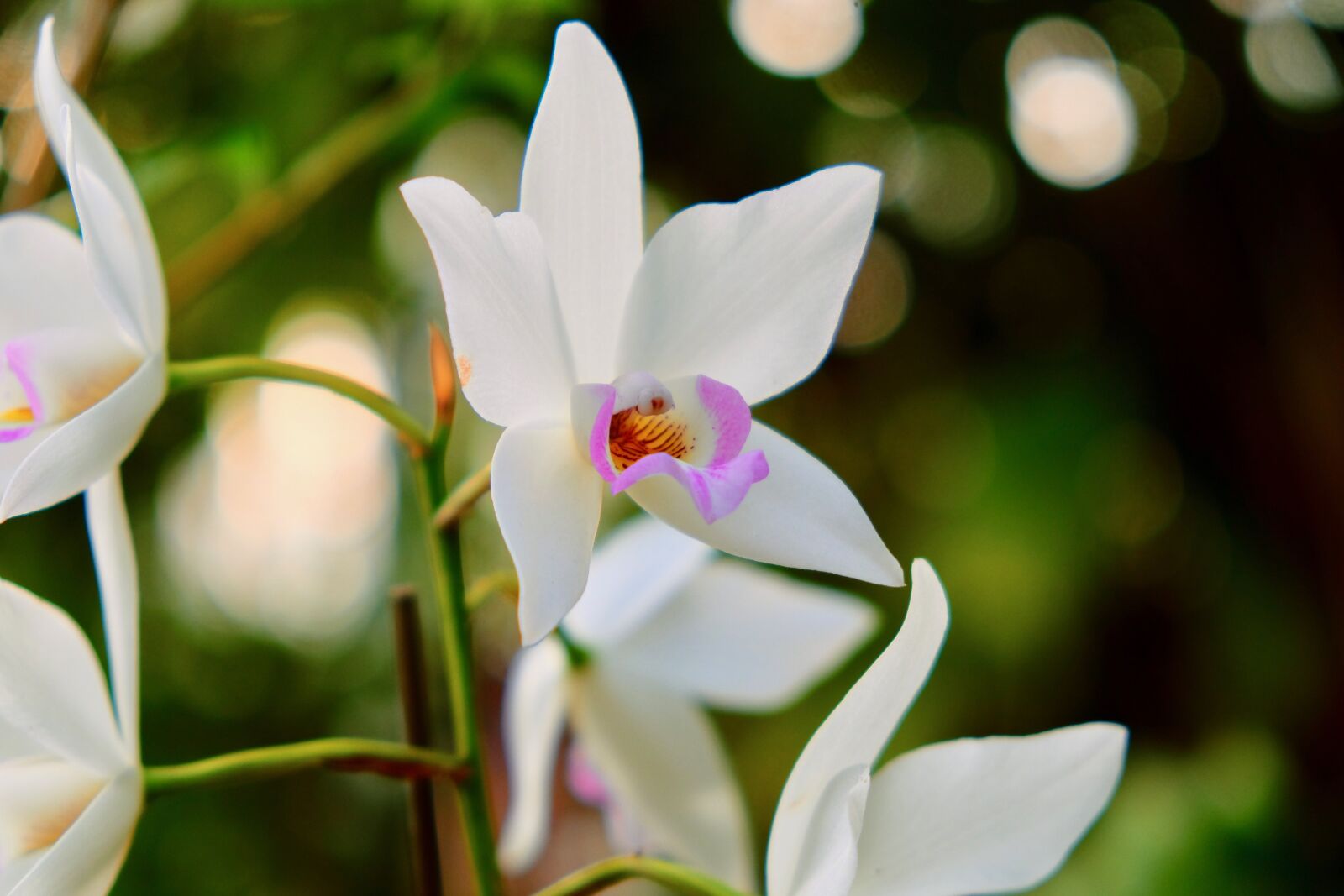 Fujifilm X-T10 sample photo. Flower, petal, lily photography