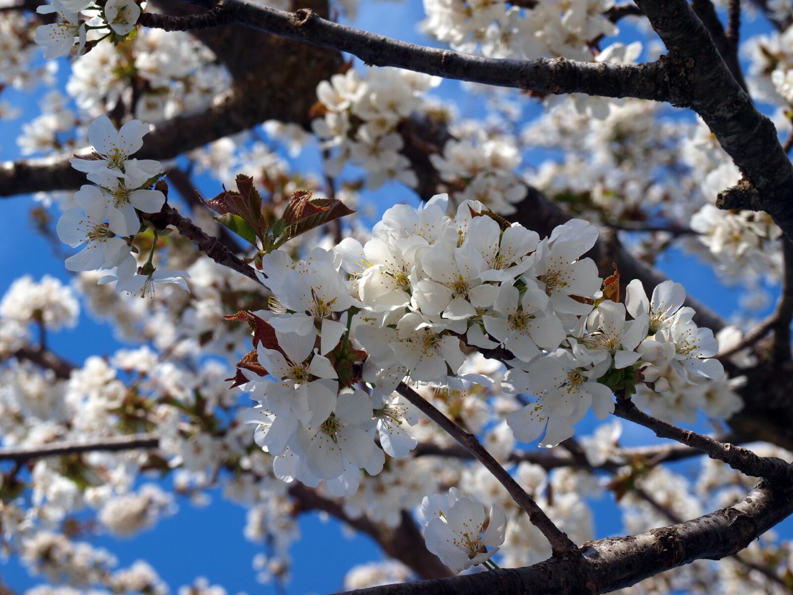 Olympus E-420 (EVOLT E-420) sample photo. Cherry, cherry blossom, flowering photography