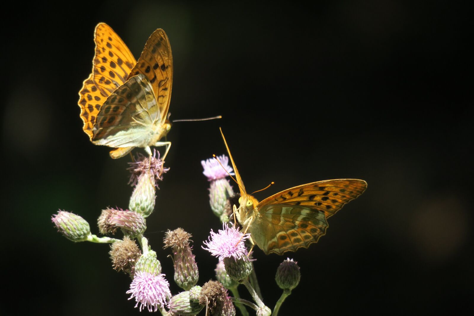Canon PowerShot G3 X sample photo. Fritillary, butterfly, insect photography