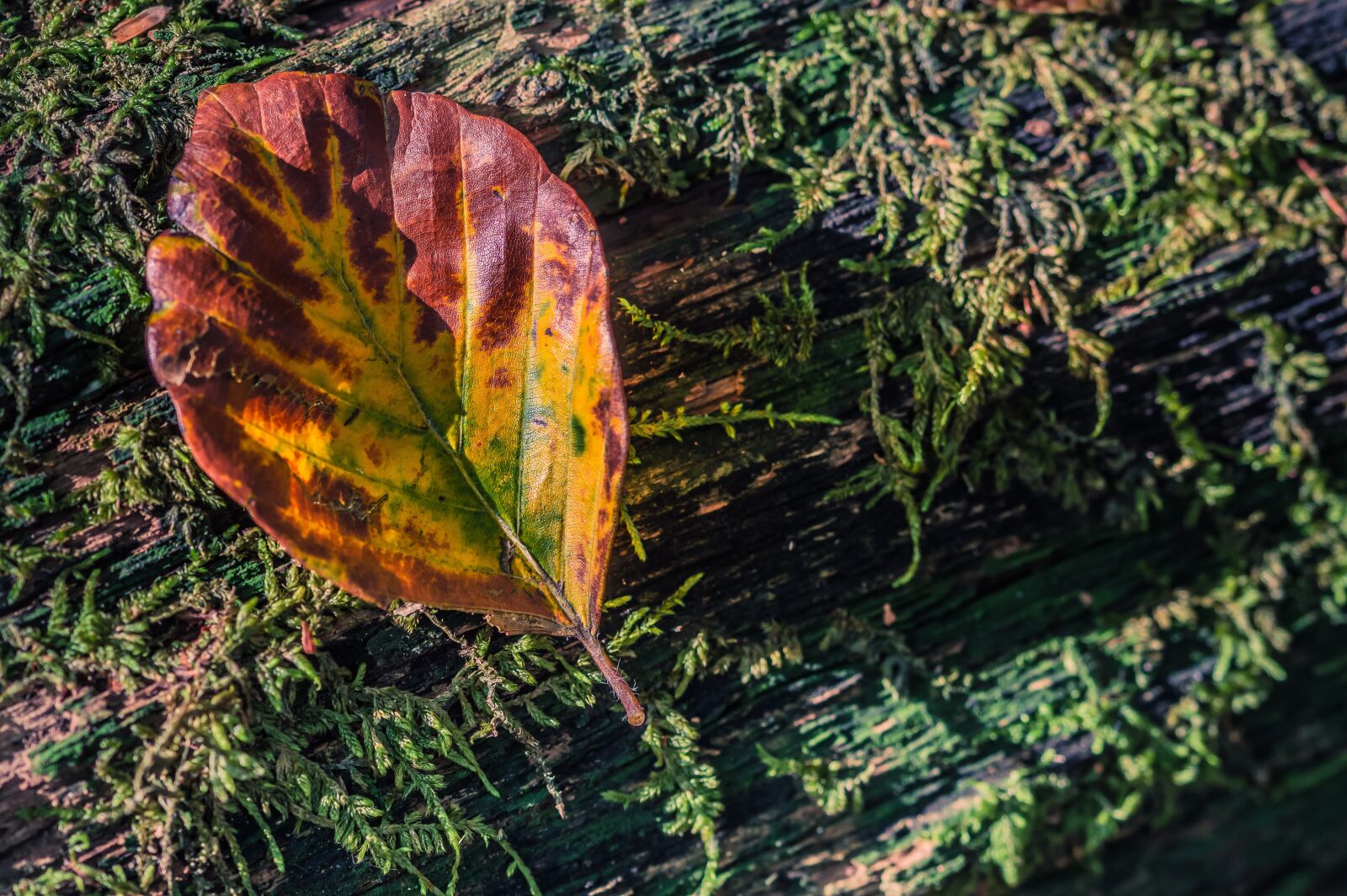 Sony SLT-A58 + 105mm F2.8 sample photo. Sheet, autumn, structure photography