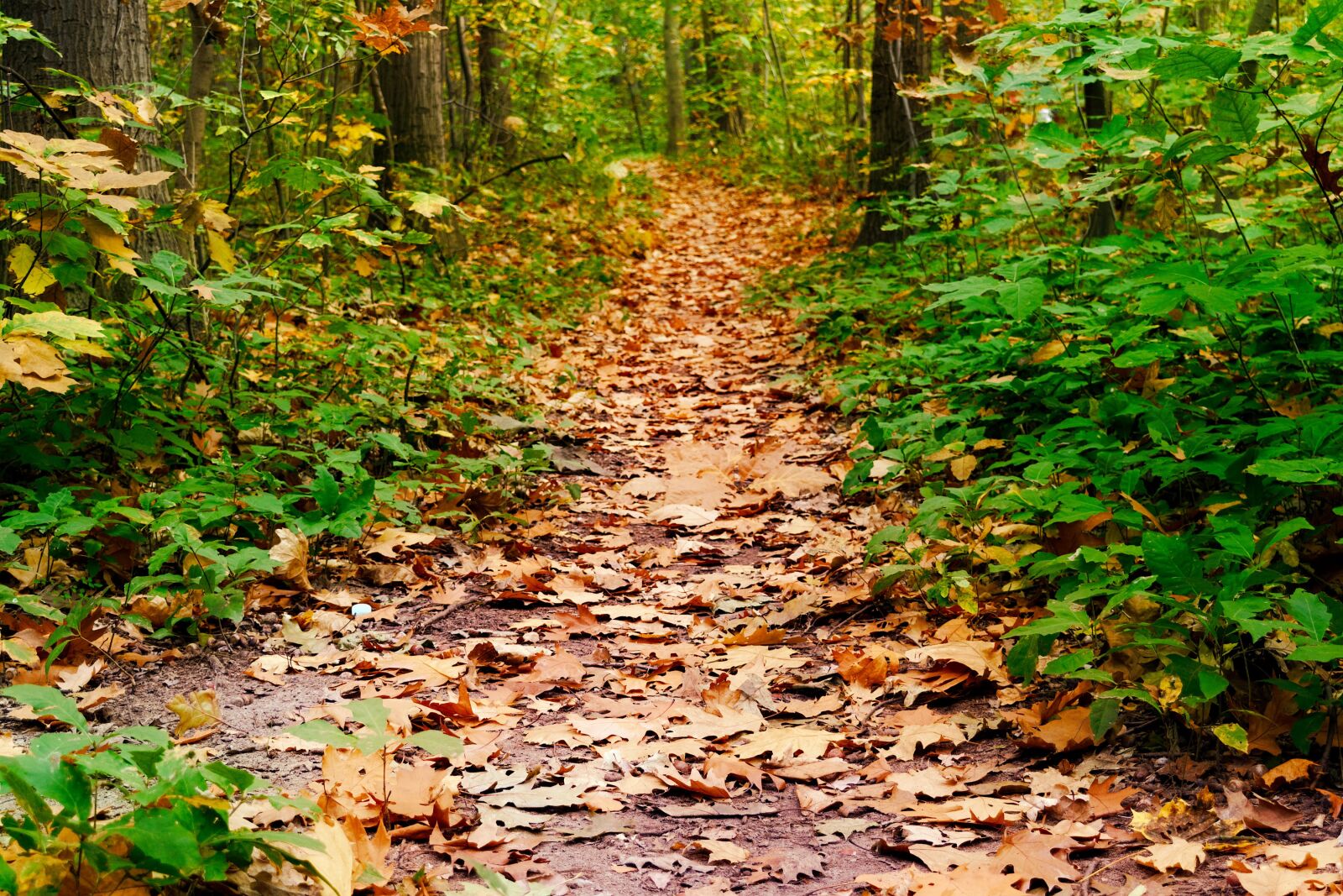 Nikon D3100 sample photo. Path, forest, autumn photography