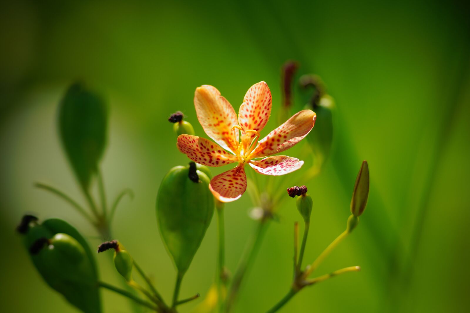 Canon EF 300mm F4L IS USM sample photo. Conicuri, flower, green photography