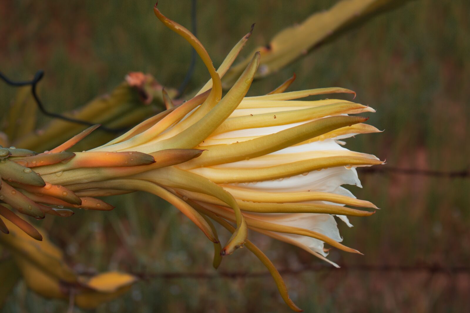 Canon EOS 700D (EOS Rebel T5i / EOS Kiss X7i) sample photo. Fruit, flower, plant photography
