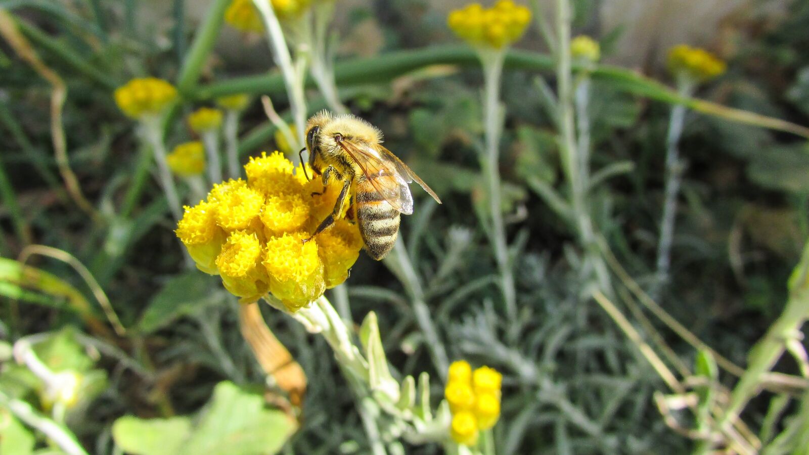 Canon PowerShot SX400 IS sample photo. Bee, insect, nature photography