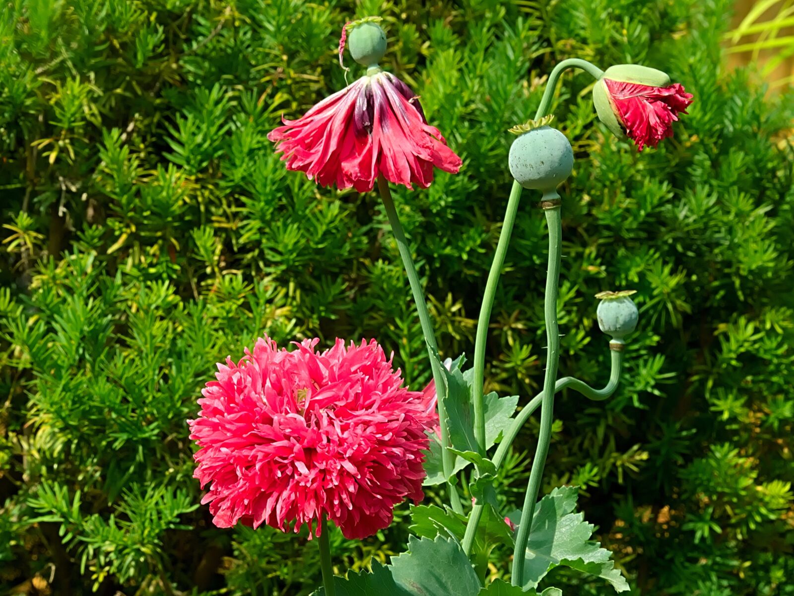 Nikon D3300 sample photo. Poppy, red, filled photography