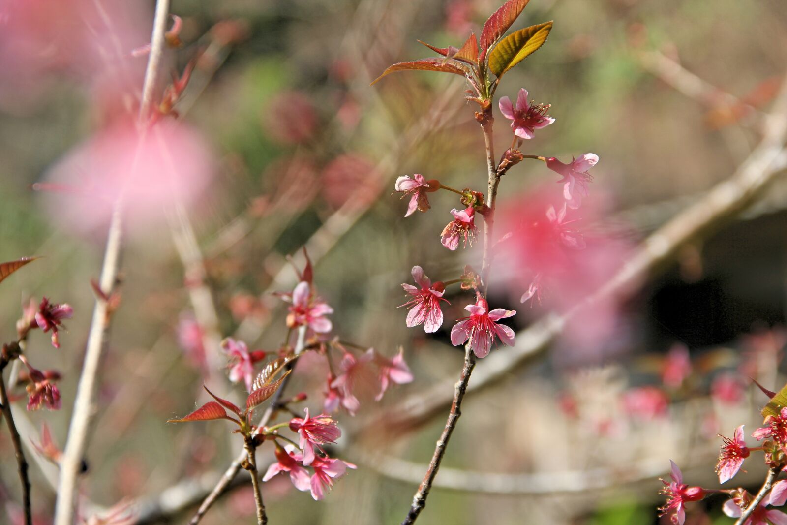 Canon EOS 550D (EOS Rebel T2i / EOS Kiss X4) sample photo. Muangthai cherry, thailand, chiang photography