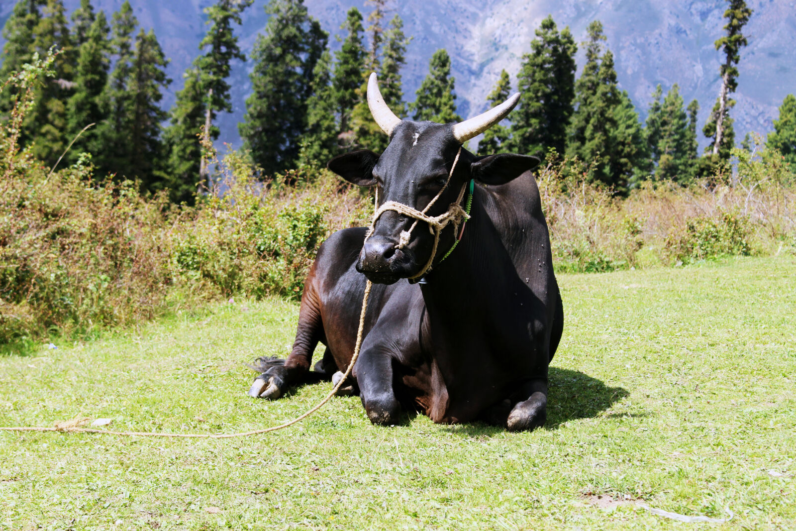 Canon EOS 700D (EOS Rebel T5i / EOS Kiss X7i) sample photo. Background, black, cow, brown photography