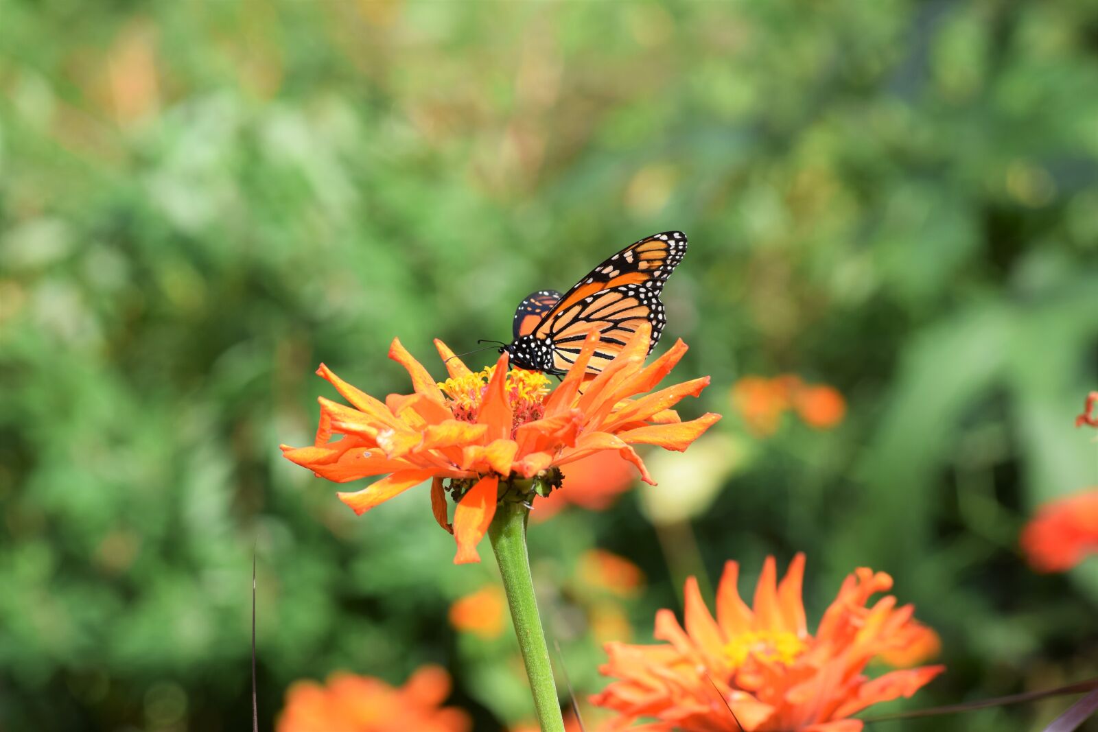 Nikon D3300 sample photo. Autumn, butterfly, flower photography