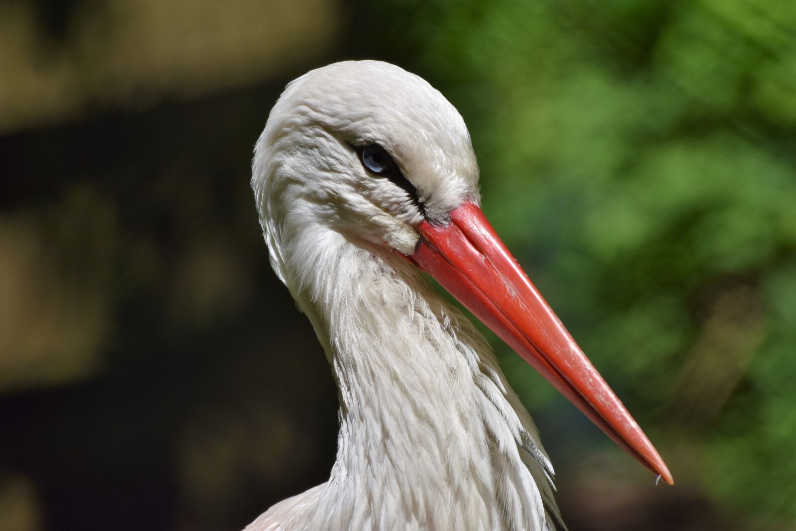 Nikon D7200 sample photo. Stork, bill, rattle stork photography