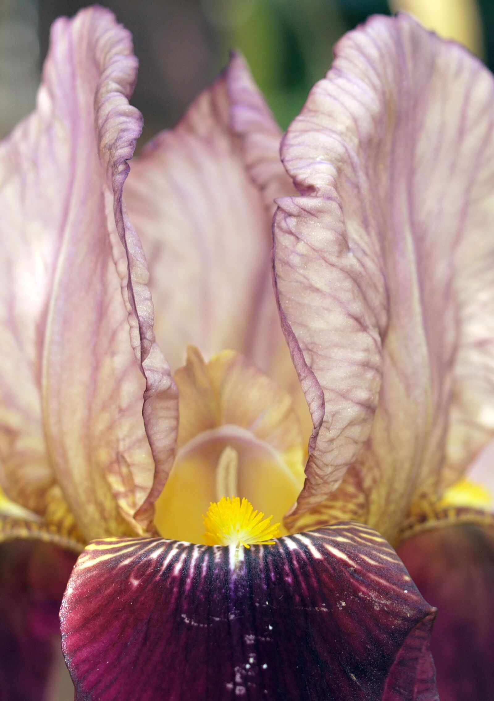 Olympus E-520 (EVOLT E-520) sample photo. Flower, iris, plant photography