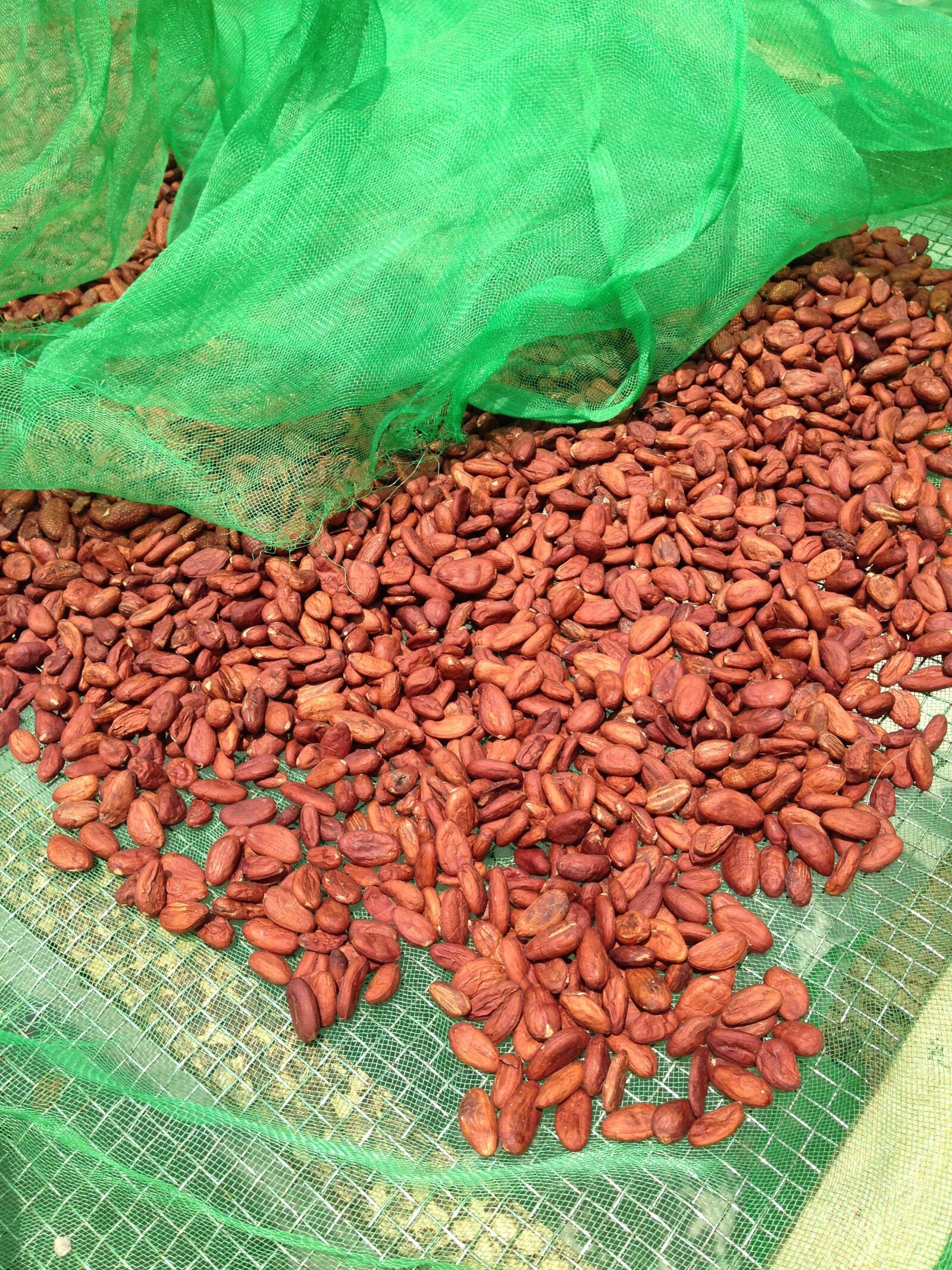 Apple iPhone 5c sample photo. Cocoa beans, chocolate, food photography