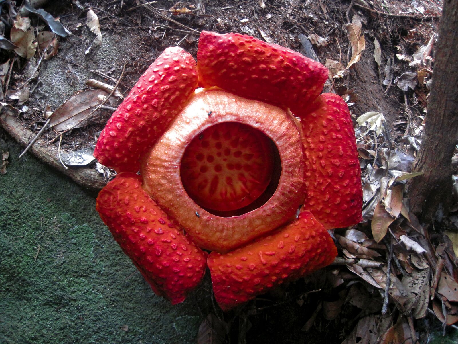 Canon PowerShot D10 sample photo. Borneo, flower photography