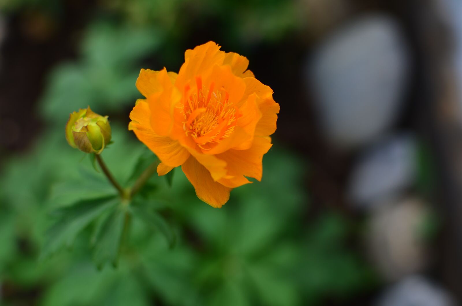 Nikon D5100 sample photo. Flower, summer, bloom photography