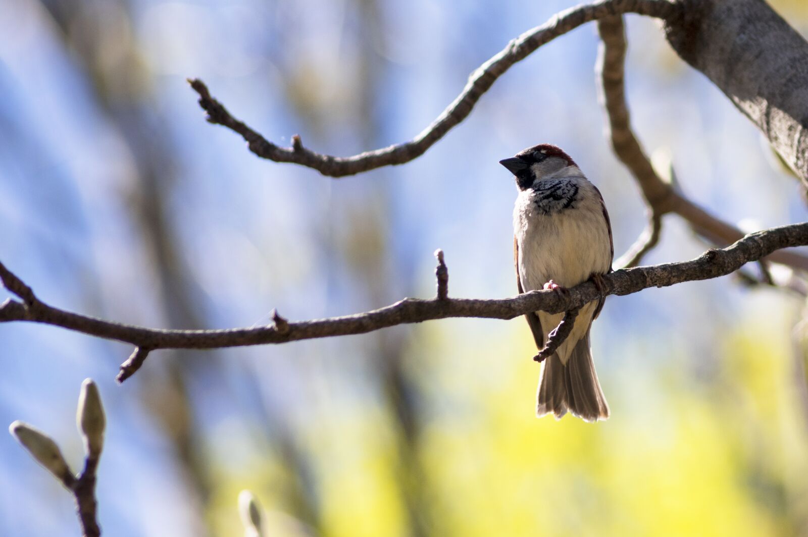 Pentax K-3 + Sigma sample photo. Bird, day, animal photography