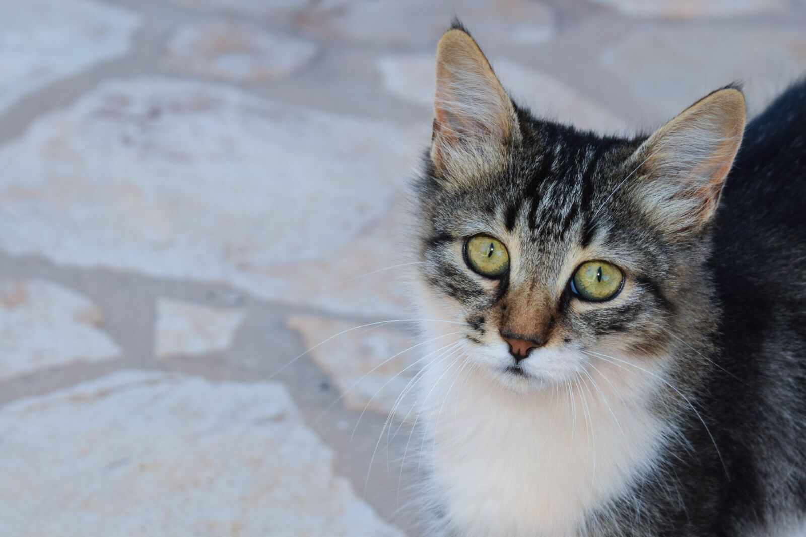 Nikon D3300 sample photo. Cat, stray, animal photography