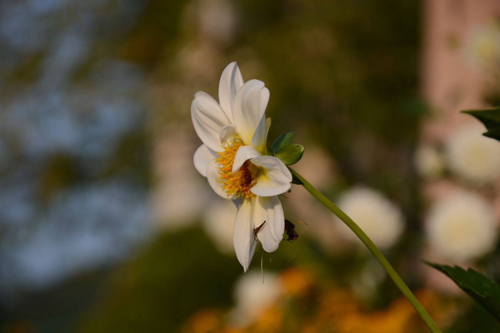 Nikon D3100 sample photo. Flower, garden, nature photography