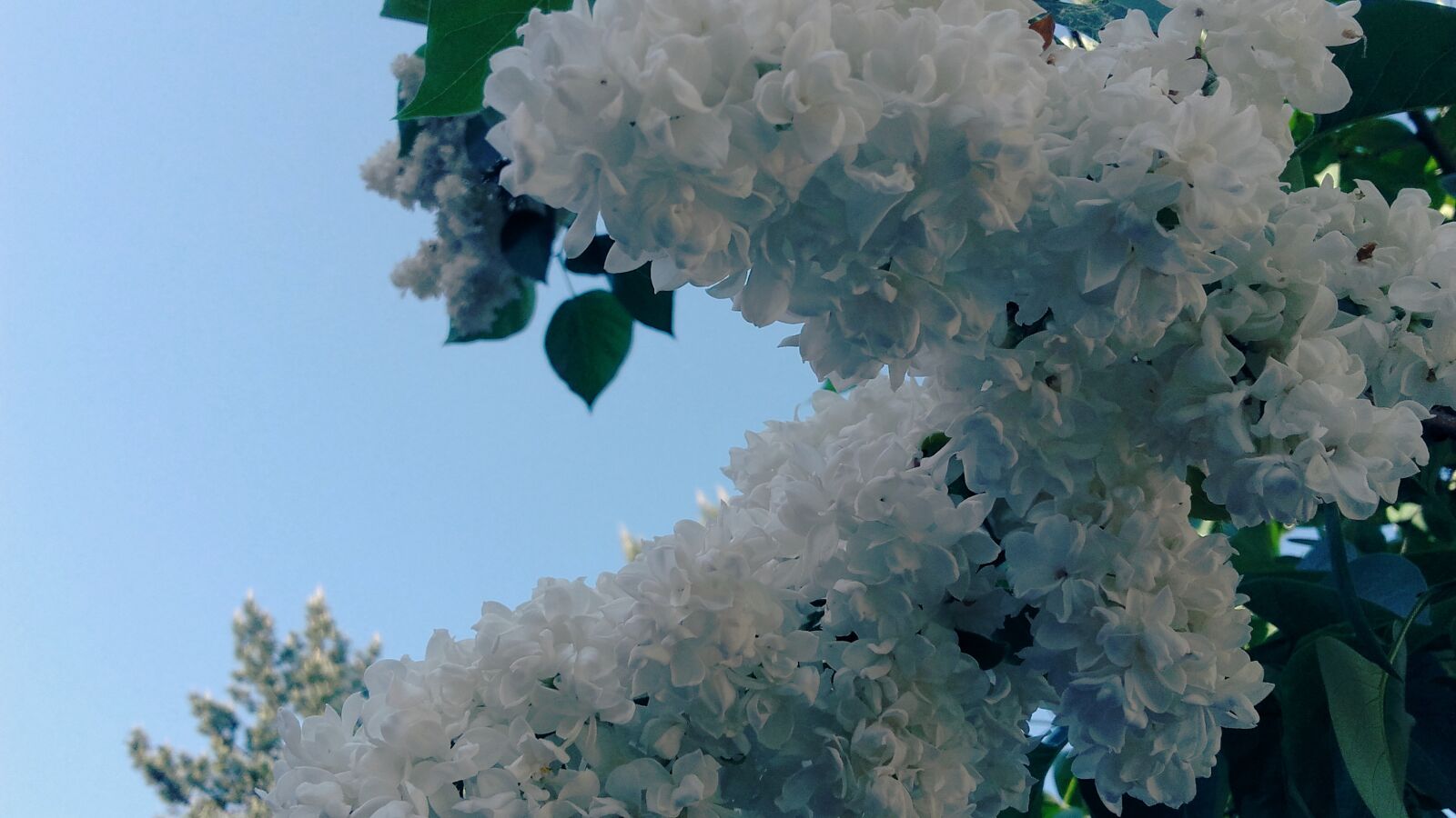 Samsung Galaxy Grand Prime sample photo. Without, lilac, may photography
