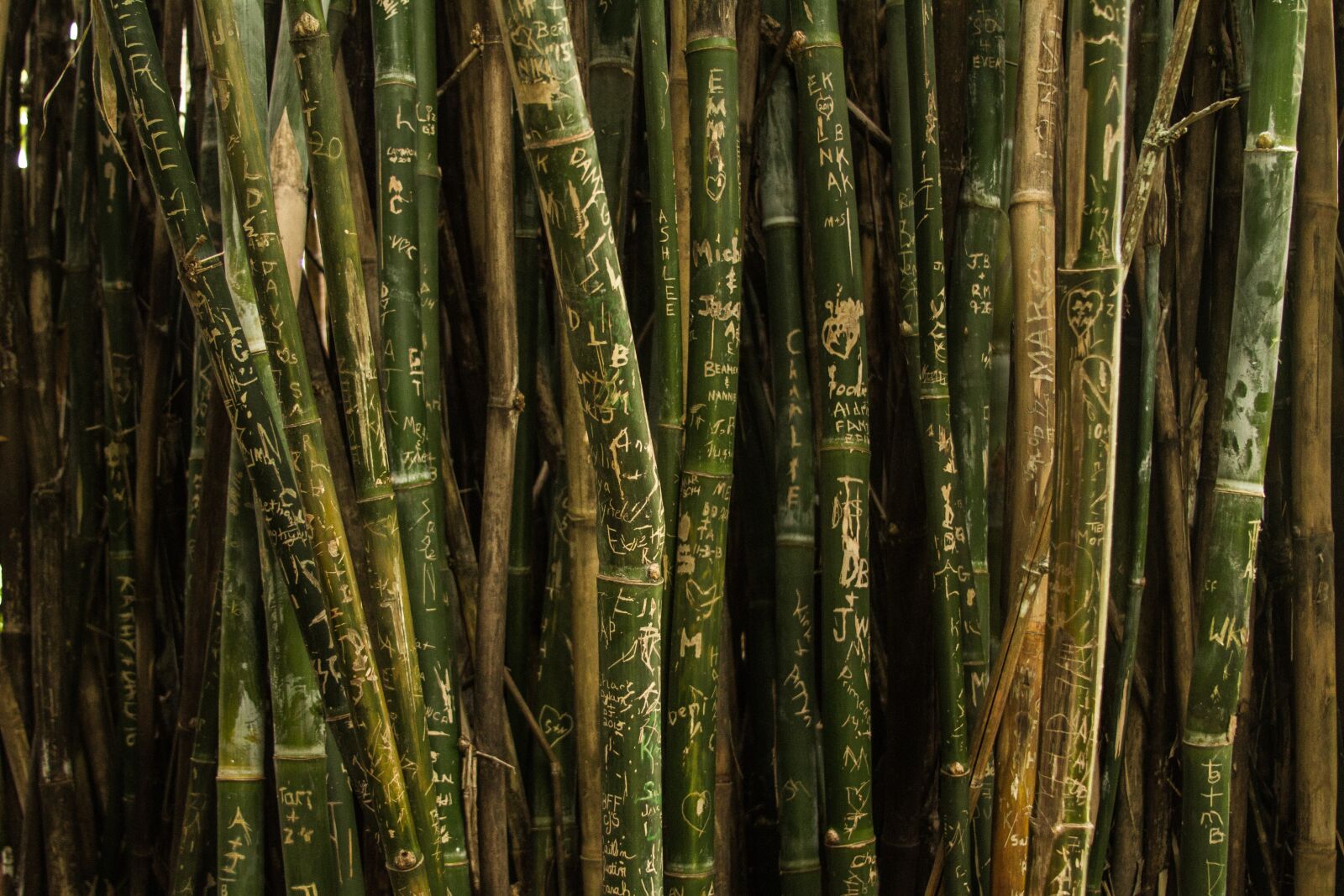 Canon EF 28-135mm F3.5-5.6 IS USM sample photo. Bamboo, green, nature photography