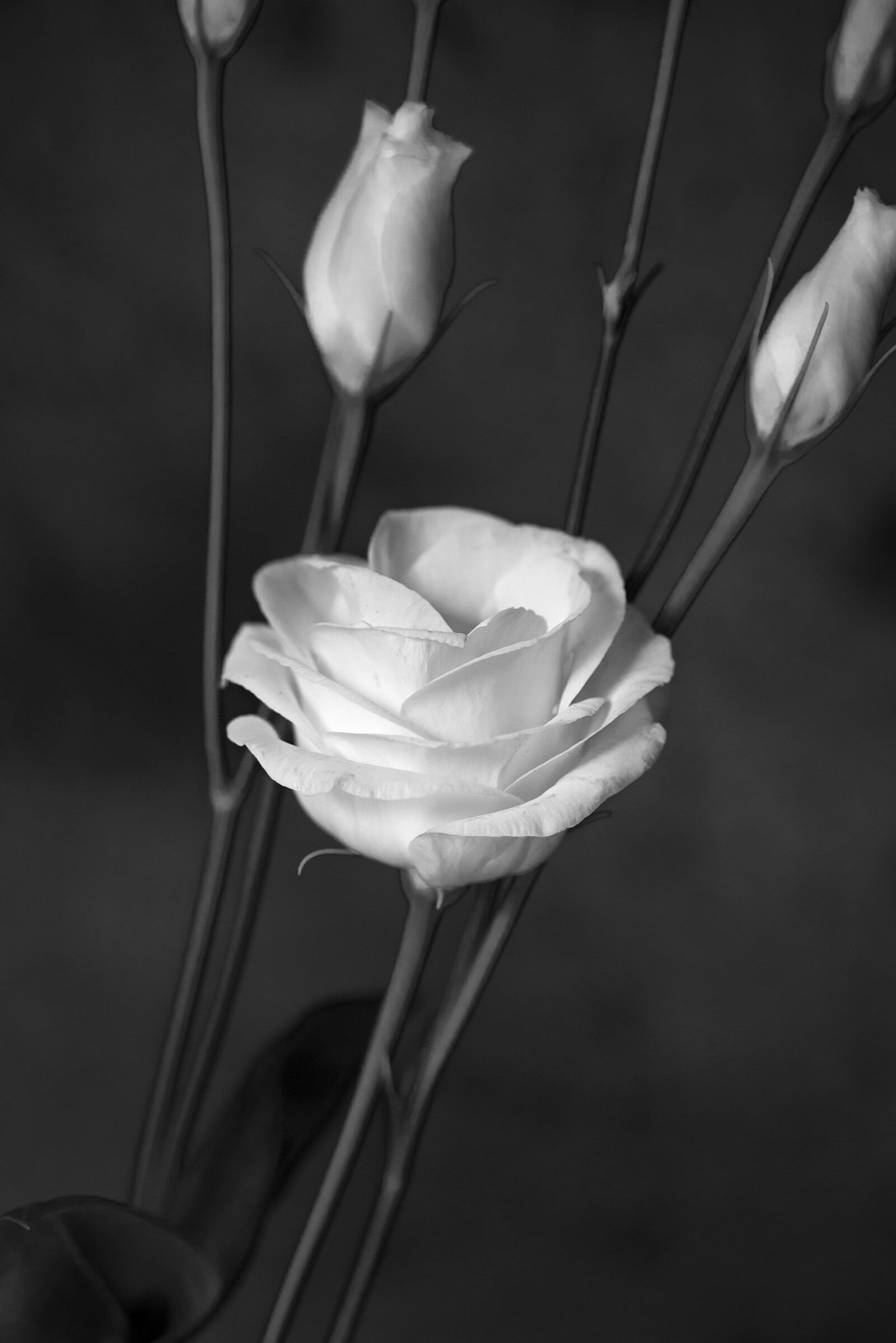 Nikon D750 sample photo. Lisianthus, flower, blossom photography