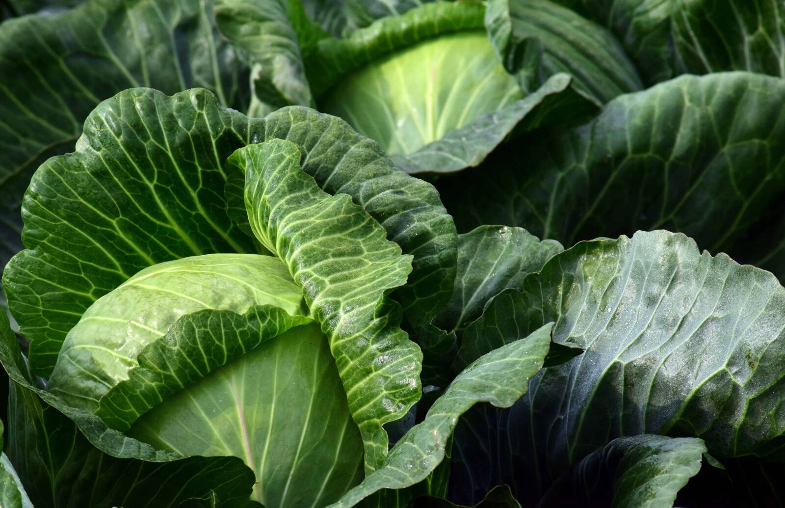 Nikon D3300 sample photo. Green leaf, nature, vegetable photography
