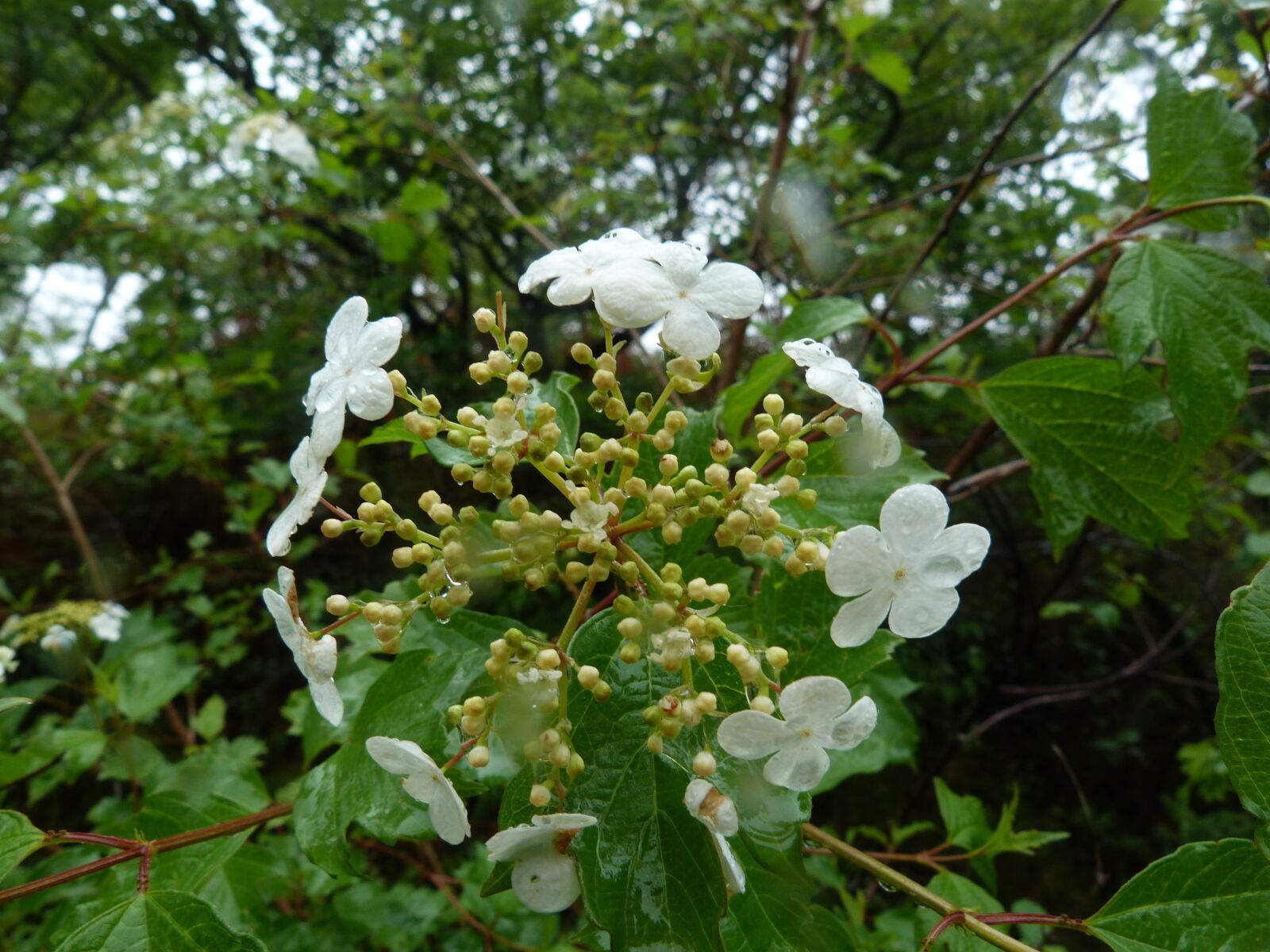 Panasonic Lumix DMC-FZ40 (Lumix DMC-FZ45) sample photo. Flower, white, viburnum photography