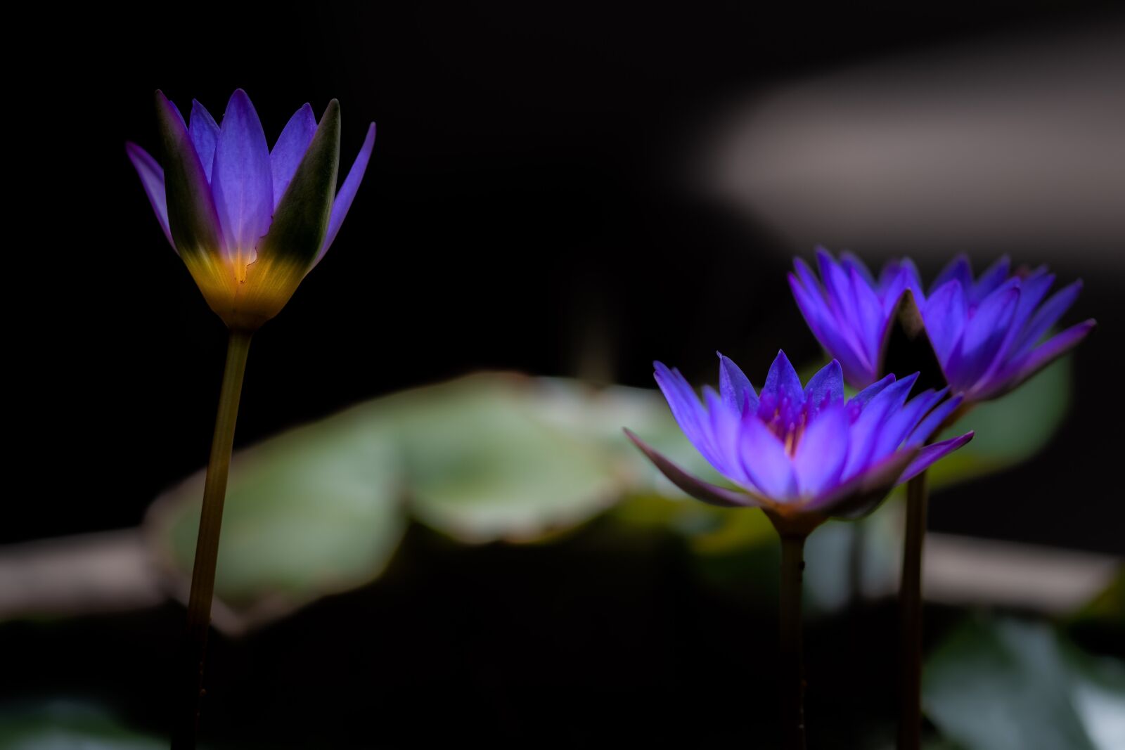 Nikon D500 sample photo. Waterlily, zen, bloom photography