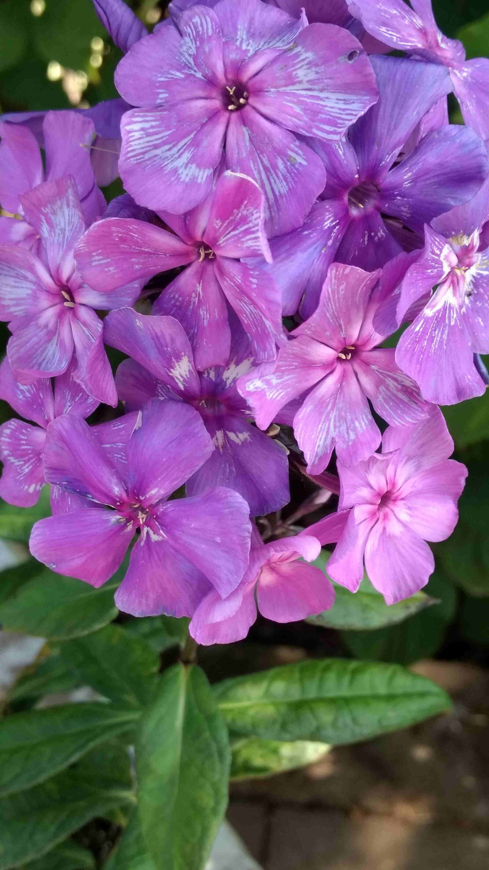 Motorola Moto G (4) sample photo. Phlox, flame flower, perennials photography
