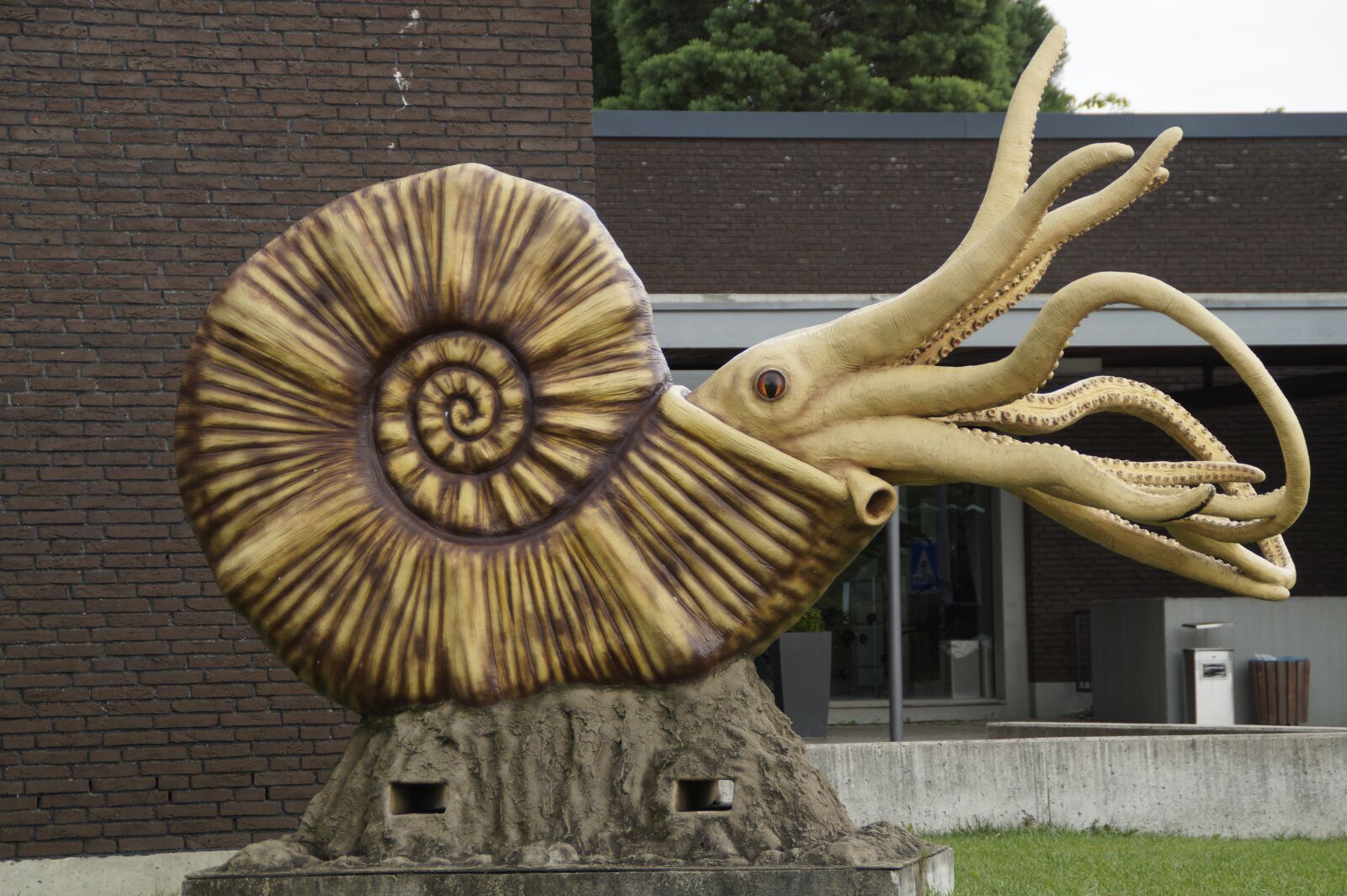 Sony SLT-A58 sample photo. Fossil, nautilus, ammonit photography
