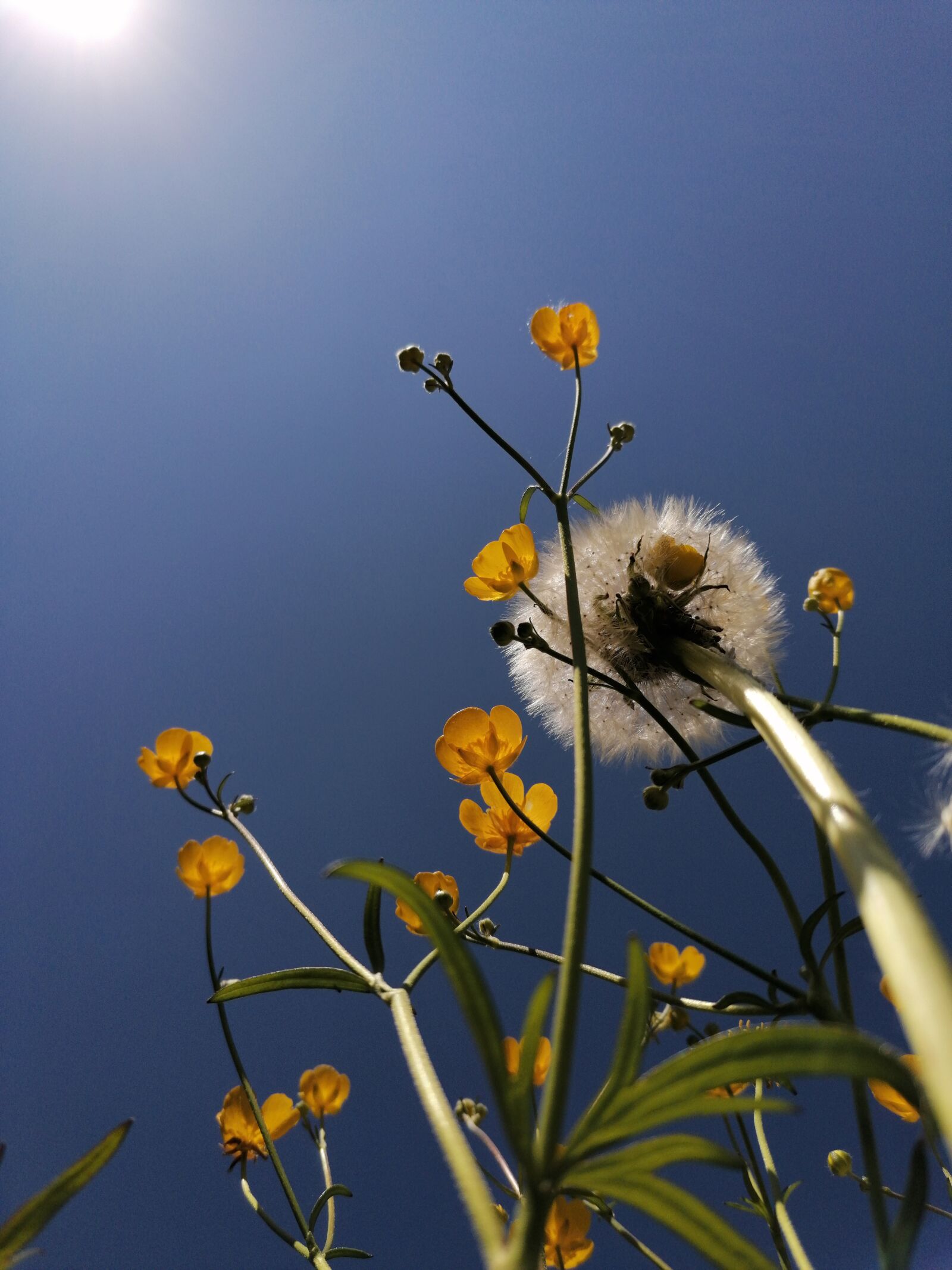 HUAWEI P30 LITE sample photo. Dandelion, nature, flower photography