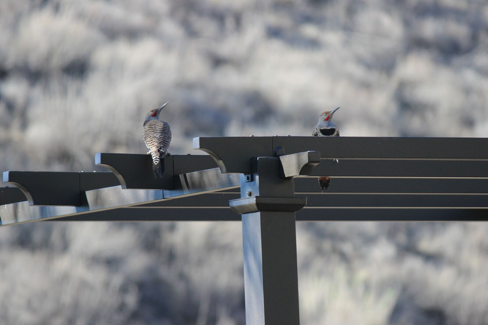 Canon EOS 600D (Rebel EOS T3i / EOS Kiss X5) sample photo. Bird, woodpecker, nature photography