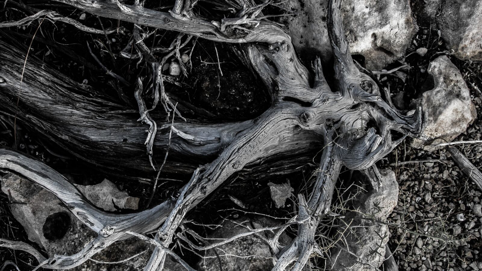 Canon PowerShot SX400 IS sample photo. Roots, drought, plant photography