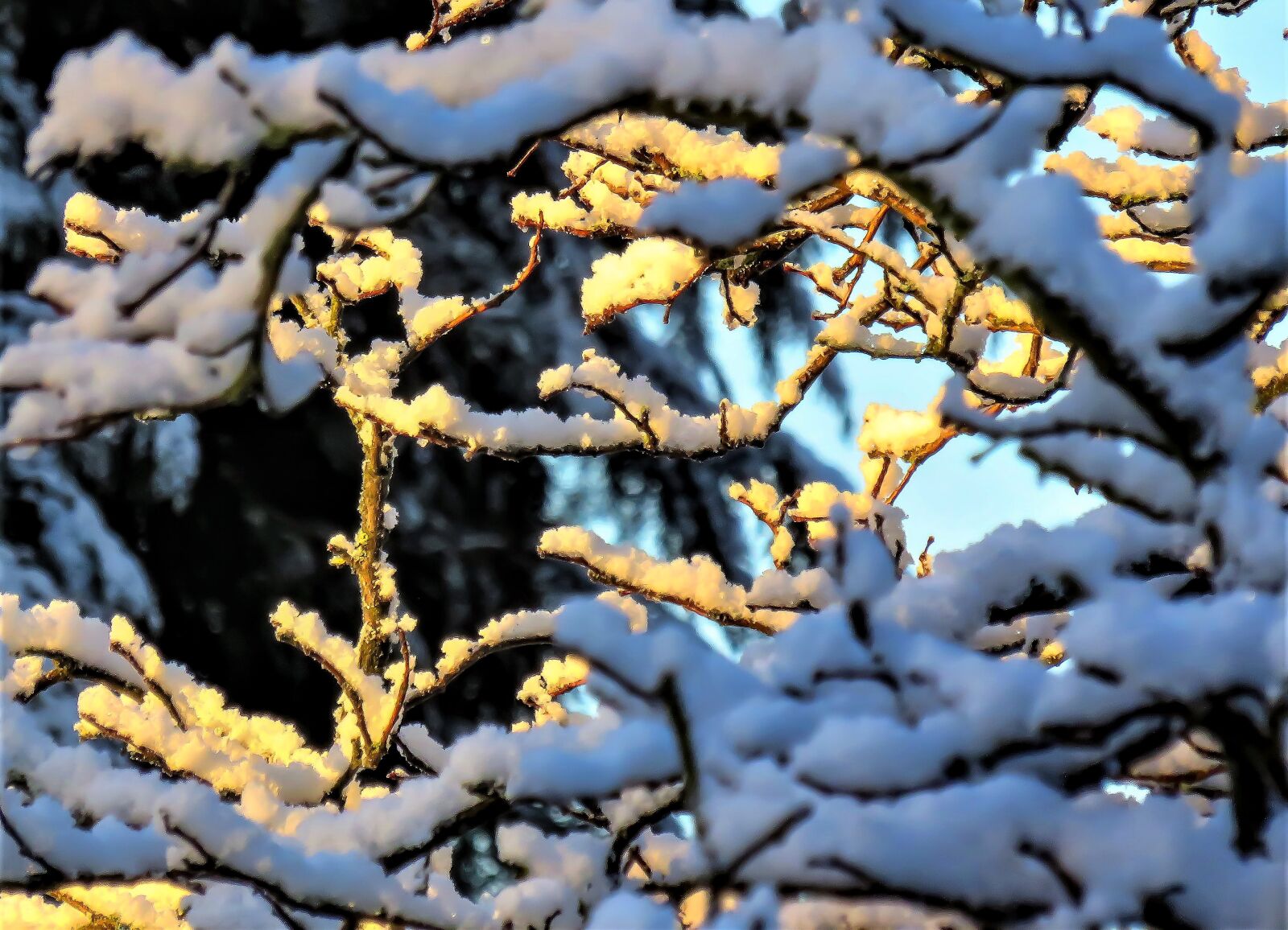 Canon PowerShot SX710 HS sample photo. Winter, snow, snowy branches photography