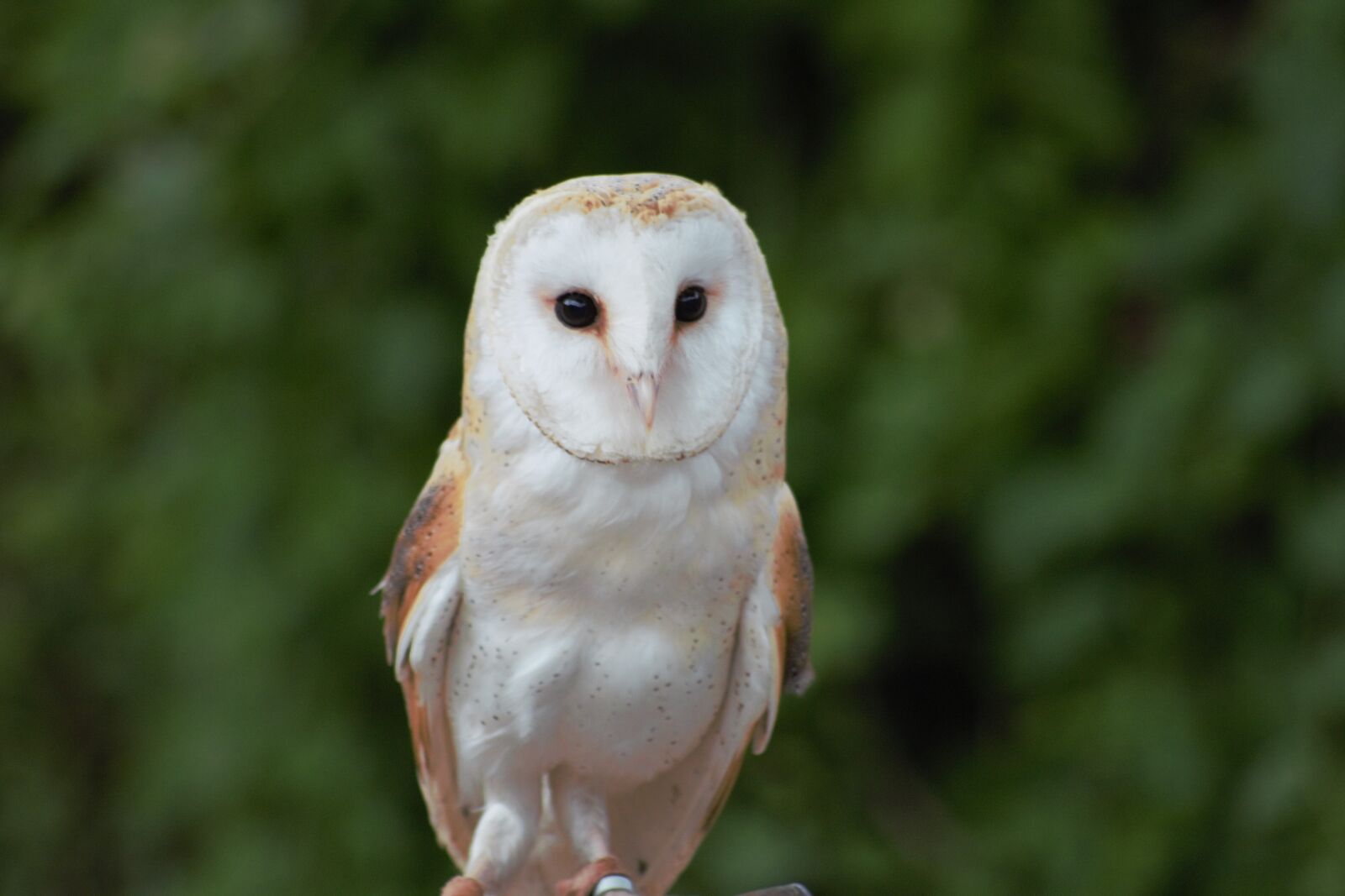 Canon EOS 700D (EOS Rebel T5i / EOS Kiss X7i) sample photo. Bird, zoo, parrot photography