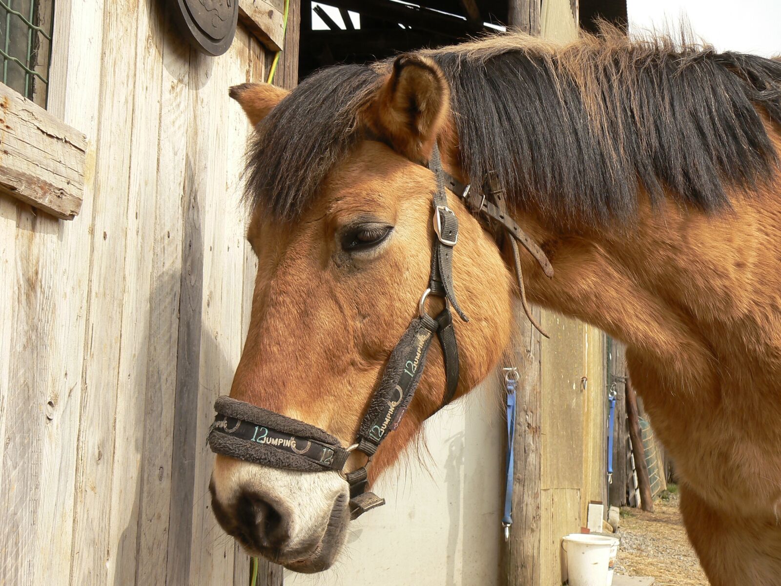 Panasonic DMC-FZ7 sample photo. Horse, animals, farm animals photography