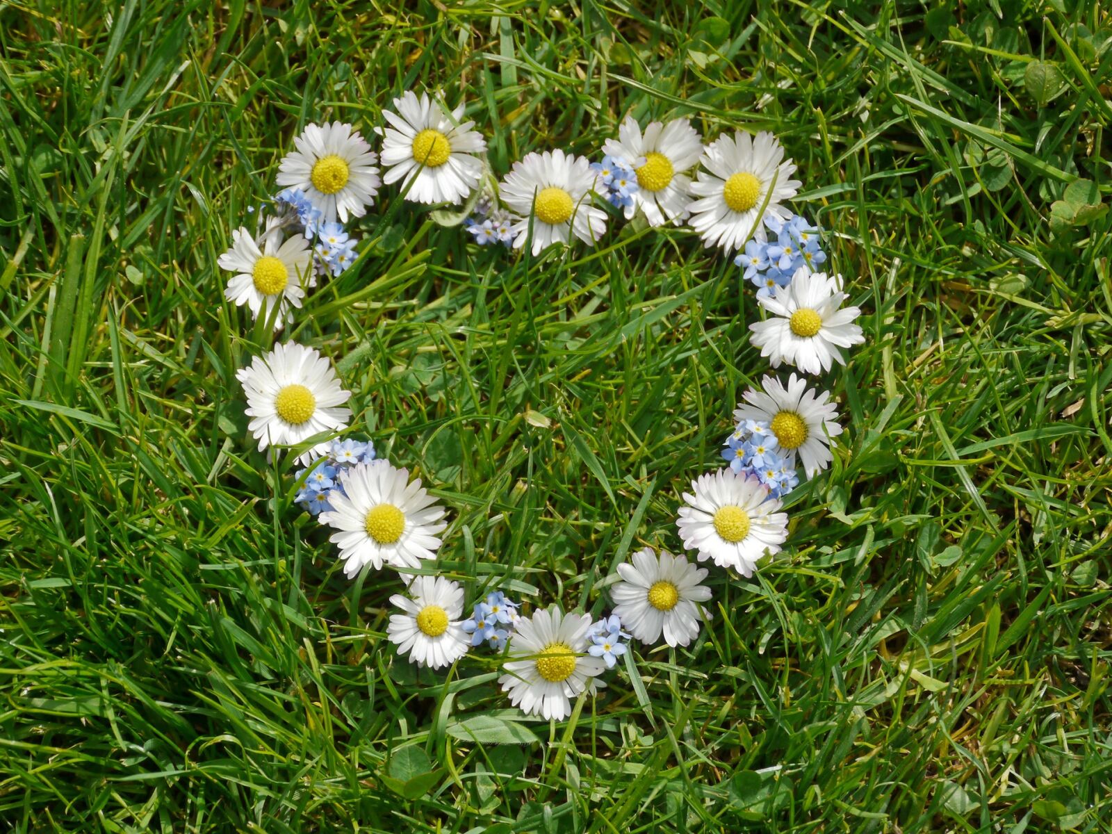 Panasonic Lumix DMC-GH2 sample photo. Heart, flower heart, flowers photography