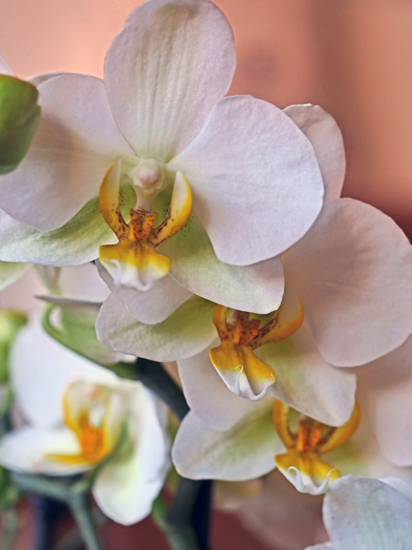 Panasonic Lumix DMC-GX8 sample photo. Orchid, flowers, panicle photography