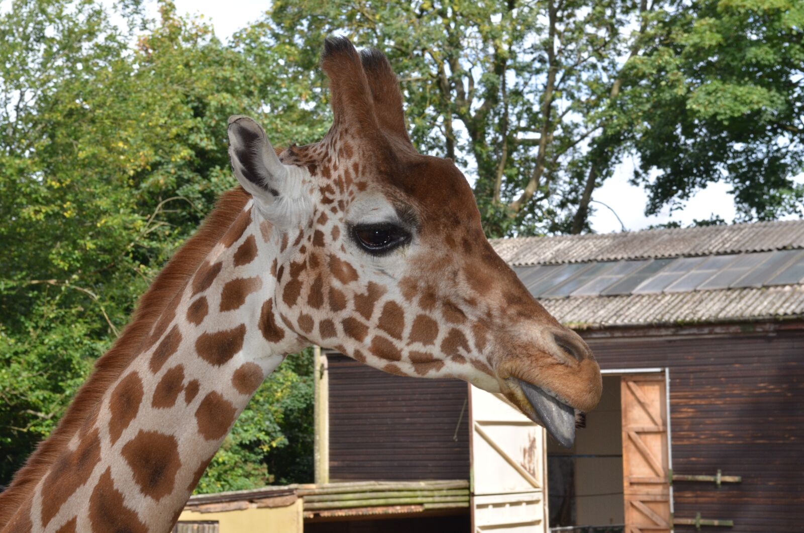 Nikon D7000 sample photo. Neck, wildlife, giraffe photography