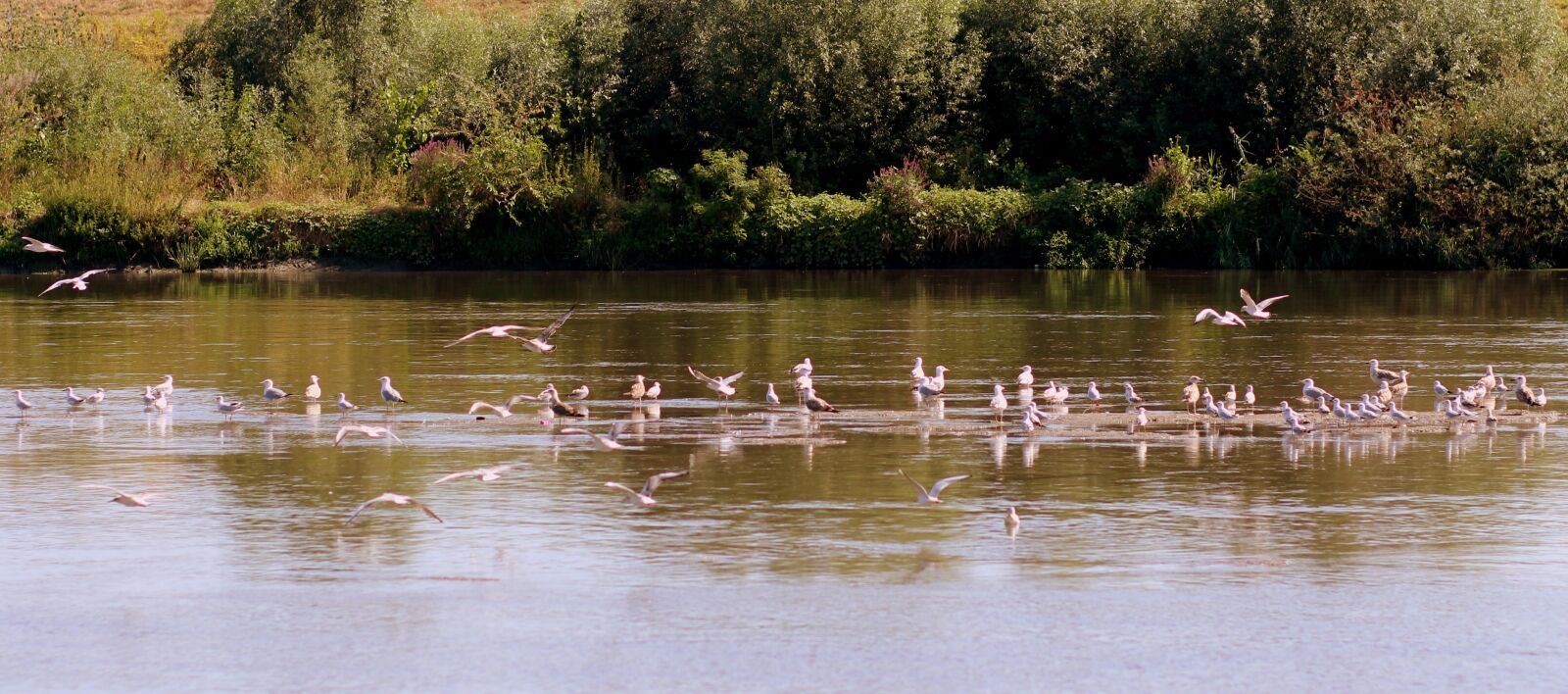 Canon EOS 700D (EOS Rebel T5i / EOS Kiss X7i) + Canon EF 85mm F1.8 USM sample photo. Birds, lake, flight photography