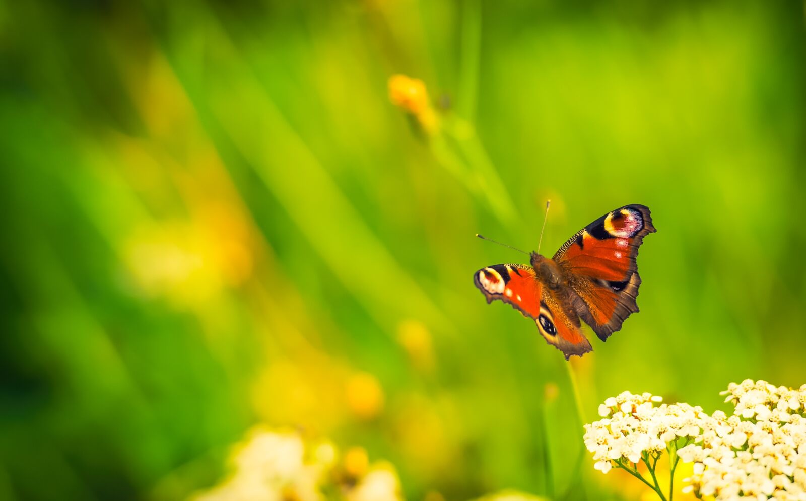 Nikon D750 sample photo. Butterfly, nature, bug photography