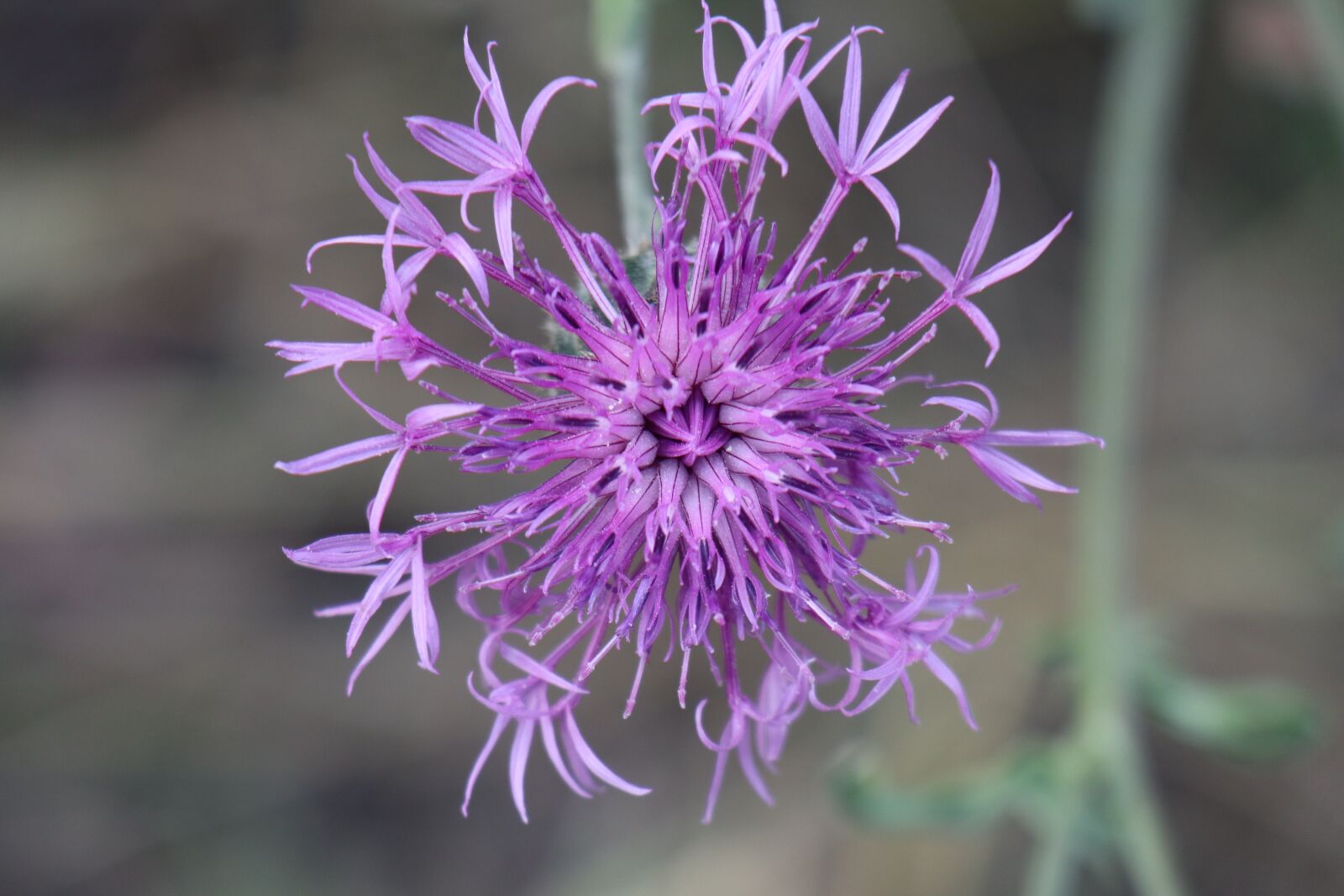 Canon EOS M6 sample photo. Summer, meadow, flower photography