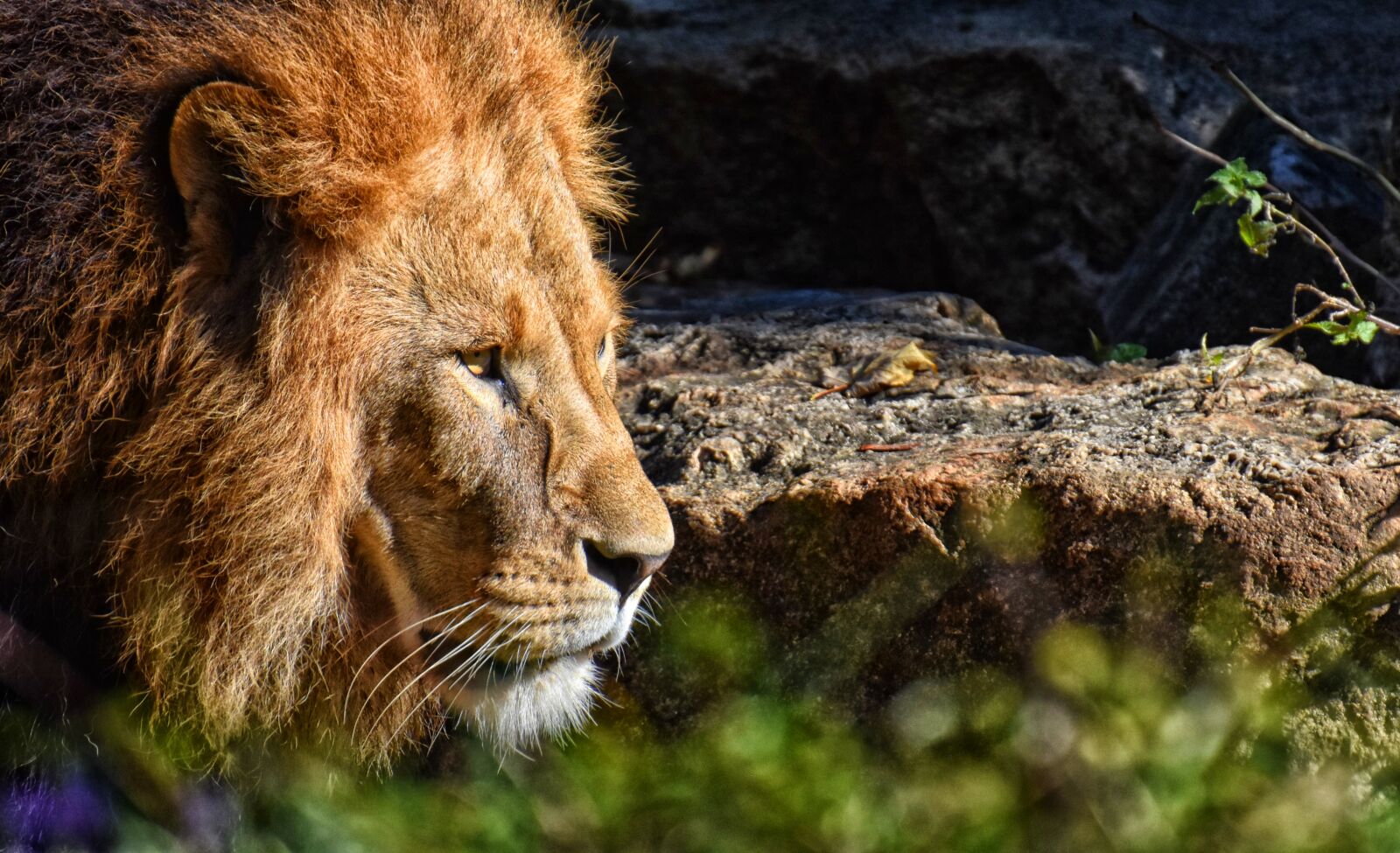 Nikon D7200 sample photo. Lion, predator, dangerous photography