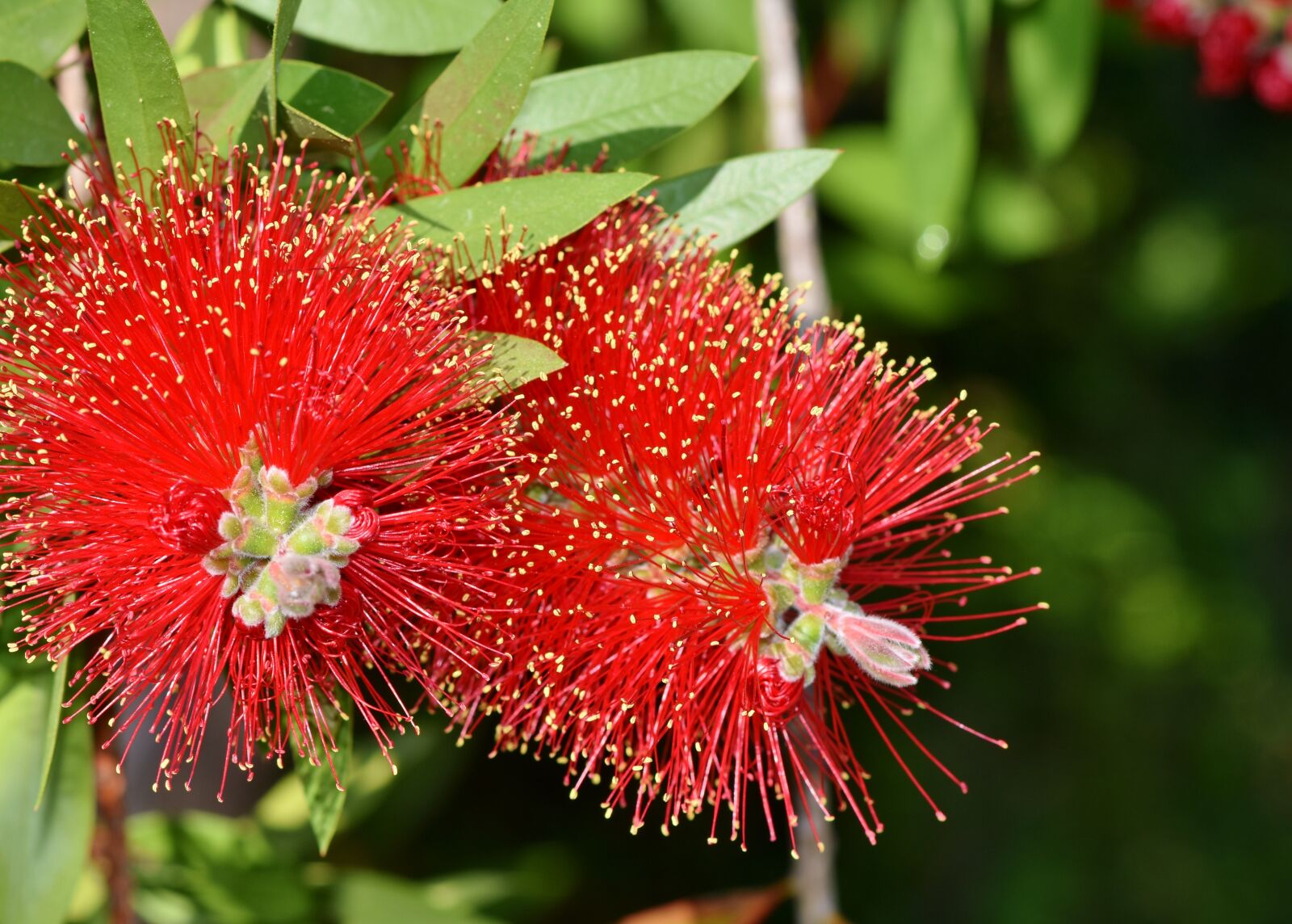 Nikon D7200 sample photo. Lemon bottlebrush, callistemon citrinus photography